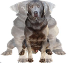 Father of the Labrador Retriever puppies born on 07/14/2025