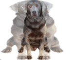 Small Photo #1 Labrador Retriever Puppy For Sale in PIEDMONT, SD, USA