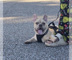 French Bulldog Puppy for sale in NORTH PORT, FL, USA