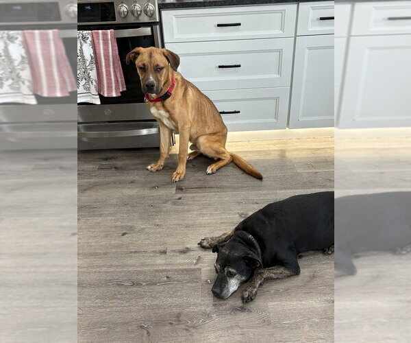 Medium Photo #14 Labrador Retriever-Rhodesian Ridgeback Mix Puppy For Sale in Brewster, NY, USA