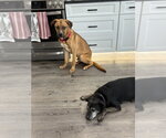 Small #13 Labrador Retriever-Rhodesian Ridgeback Mix