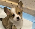 Image preview for Ad Listing. Nickname: Winnie