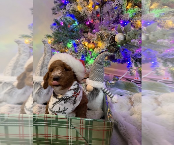 Medium Photo #4 Goldendoodle mix (+ Poodle Miniature) Puppy For Sale in BRONX, NY, USA