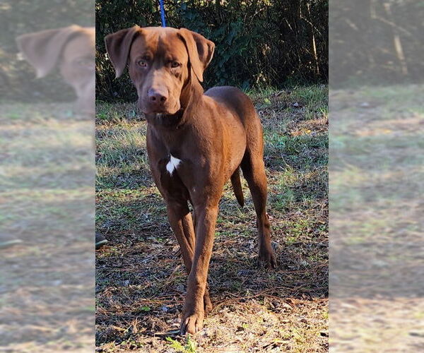 Medium Photo #4 Labrador Retriever-Unknown Mix Puppy For Sale in Wetumpka, AL, USA