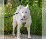 Small #2 Siberian Husky
