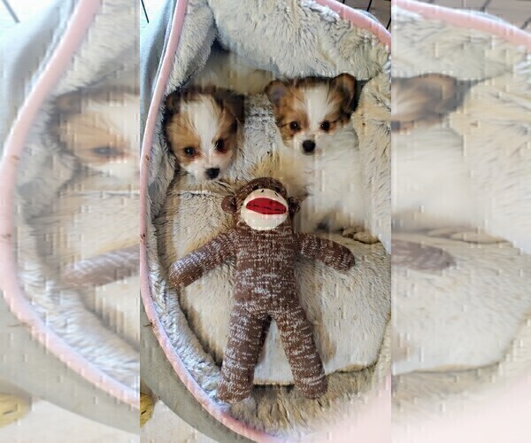 Medium Photo #8 Biewer Terrier-Pomeranian Mix Puppy For Sale in ESTILL SPRINGS, TN, USA