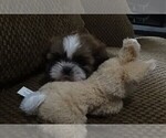 Small #1 Shih Tzu