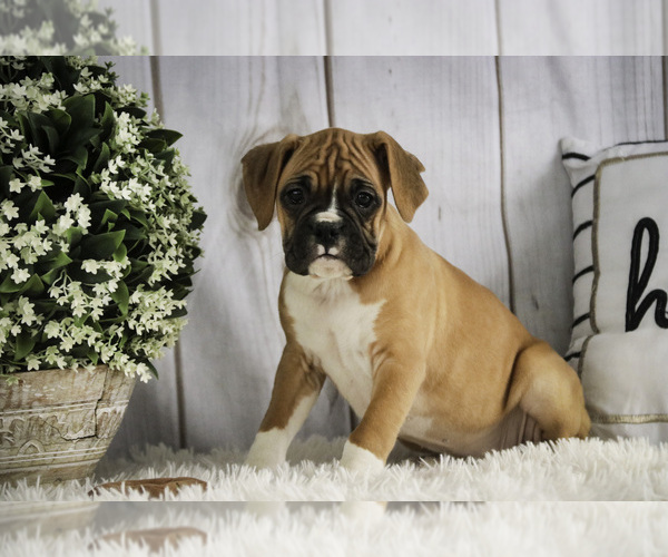 Medium Photo #5 Boxer Puppy For Sale in SHIPSHEWANA, IN, USA