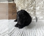 Small #9 Bernedoodle