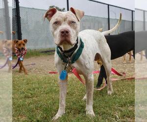 American Staffordshire Terrier Dogs for adoption in San Antonio, TX, USA