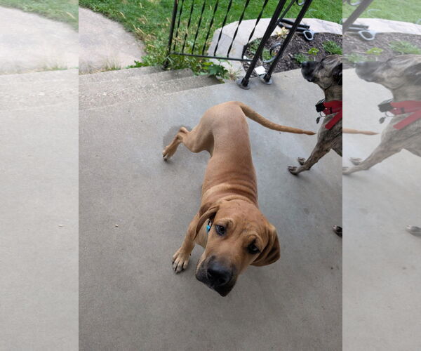 Medium Photo #1 Black Mouth Cur-Unknown Mix Puppy For Sale in New London, WI, USA