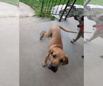 Small Black Mouth Cur Mix