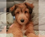 Puppy Benji Cadoodle