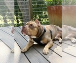 Small #3 American Staffordshire Terrier-Bulldog Mix