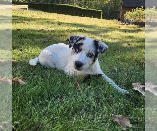 Medium Photo #1 Alaskan Husky-Australian Cattle Dog Mix Puppy For Sale in BATTLE GROUND, WA, USA