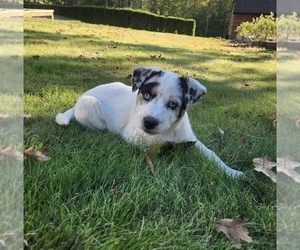 Medium Alaskan Husky-Australian Cattle Dog Mix