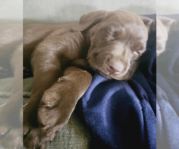Medium Photo #6 Labrador Retriever Puppy For Sale in ALDERPOINT, CA, USA