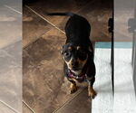 Small #5 Chihuahua Mix