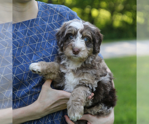 Medium Bernedoodle