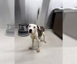 Small Mutt