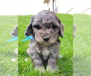 Poodle (Miniature) Puppy for sale in WINESBURG, OH, USA