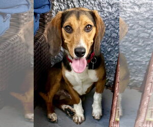 Beagle Dogs for adoption in Dunnellon, FL, USA