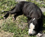 Small #3 American Pit Bull Terrier-Labrador Retriever Mix