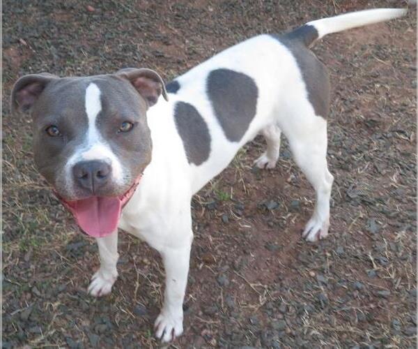 Medium Photo #1 Mutt Puppy For Sale in Oklahoma City, OK, USA