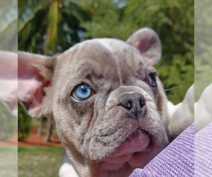 French Bulldog Puppy for sale in TAMPA, FL, USA