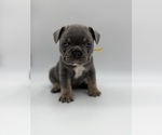 Puppy Puppy 7 French Bulldog