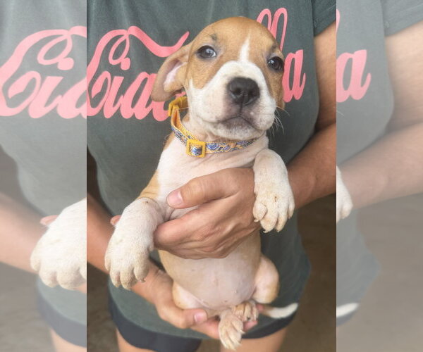 Medium Photo #2 Mutt Puppy For Sale in Jackson, MS, USA