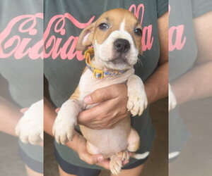 Swayze - Female Mutt Dog for Adoption - Photo #2