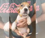 Small Photo #2 Mutt Puppy For Sale in Jackson, MS, USA