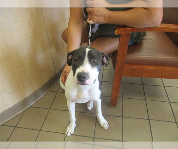 Medium Photo #1 American Pit Bull Terrier-Unknown Mix Puppy For Sale in Ocala, FL, USA