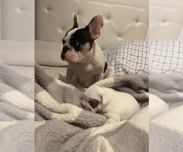 Medium Photo #1 French Bulldog Puppy For Sale in CINCINNATI, OH, USA