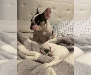 Mother of the French Bulldog puppies born on 06/03/2025