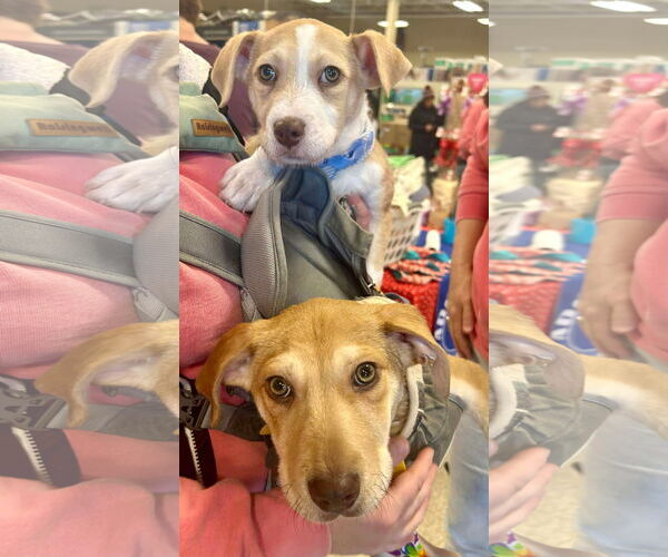 Medium Photo #6 Mutt Puppy For Sale in Germantown, OH, USA