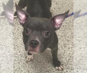 American Staffordshire Terrier Dogs for adoption in Conroe, TX, USA