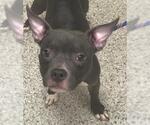 Small American Staffordshire Terrier