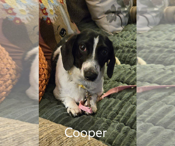Medium Photo #1 Dachshund Puppy For Sale in Sioux Falls, SD, USA