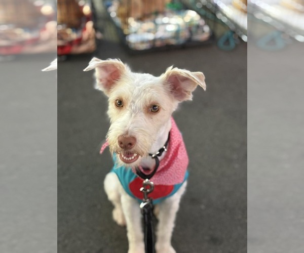 Medium Photo #2 Poodle (Miniature)-Unknown Mix Puppy For Sale in Visalia, CA, USA