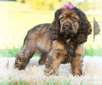 Puppy Peaches AKC Cocker Spaniel