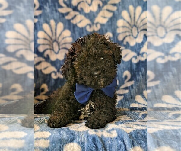 Medium Photo #5 Poodle (Miniature) Puppy For Sale in LINCOLN UNIV, PA, USA