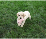 Small #4 Labrador Retriever