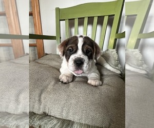 Chinese Shar-Pei-Miniature Australian Shepherd Mix Puppy for sale in PLAINFIELD, IL, USA