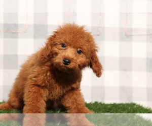 Poodle (Miniature) Puppy for sale in MARIETTA, GA, USA