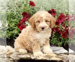 Small #1 Goldendoodle (Miniature)