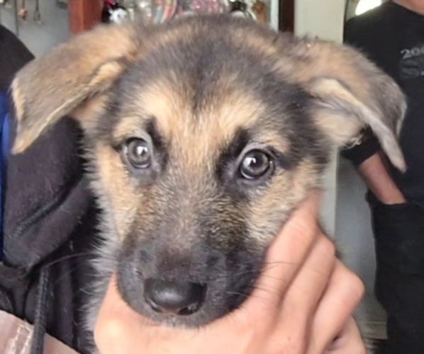 Medium Photo #1 German Shepherd Dog Puppy For Sale in CANTON, OH, USA