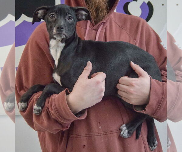 Medium Photo #2 German Shepherd Dog-Unknown Mix Puppy For Sale in Huntley, IL, USA