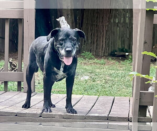 Medium Photo #28 Boxer-Unknown Mix Puppy For Sale in Mount Laurel, NJ, USA